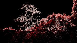  אדם - עץ - אדם; שולי בריסקין