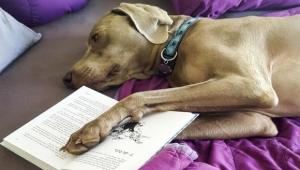 צילום: חיים ולינדה שפיר