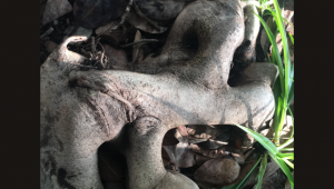 Tree; Photographer Prof. Gad Galili