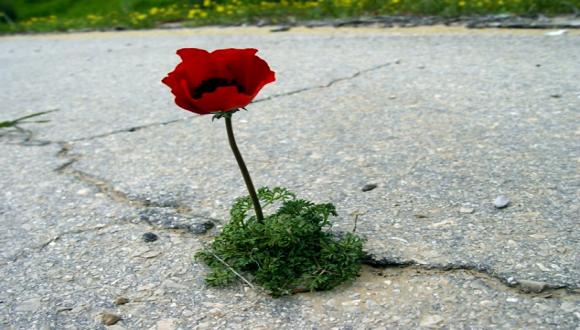 אירוע השקת תערוכת הצילום הקבוצתית: "תמונה מהחיים" אירוע השקת תערוכת הצילום הקבוצתית: "תמונה מהחיים"