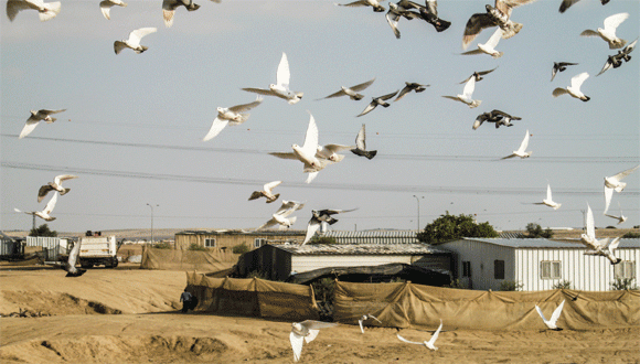 מוכרים | Recognized  | معترف بها